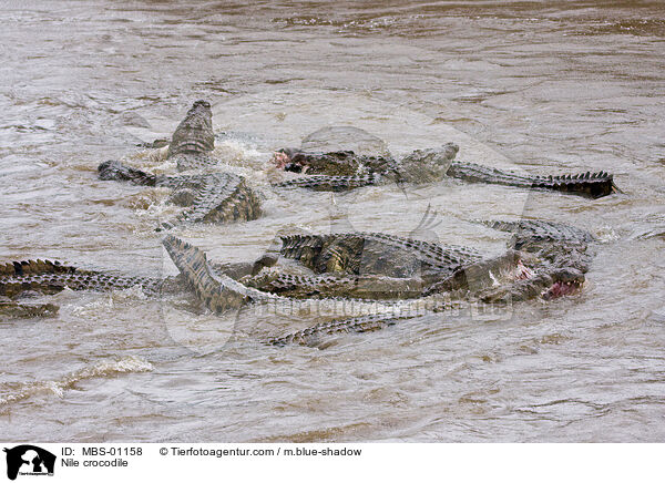 Nile crocodile / MBS-01158