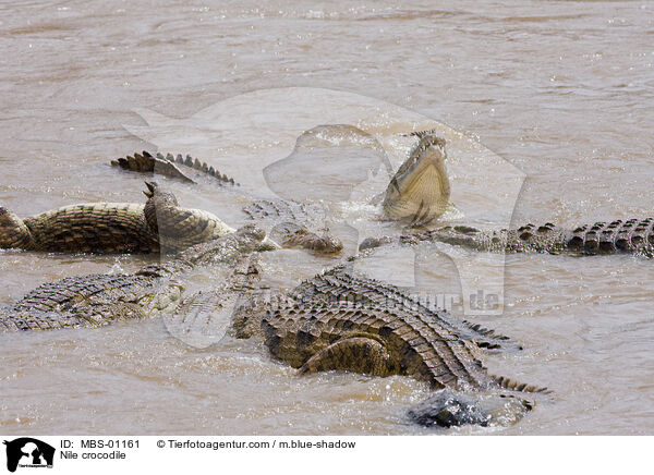 Nile crocodile / MBS-01161