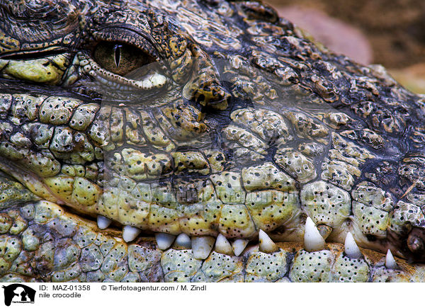 nile crocodile / MAZ-01358
