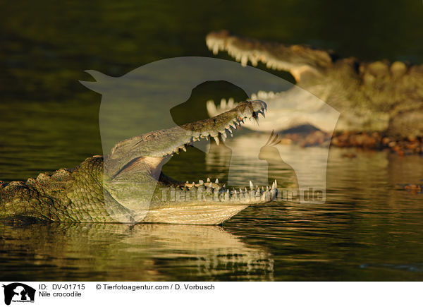 Nile crocodile / DV-01715