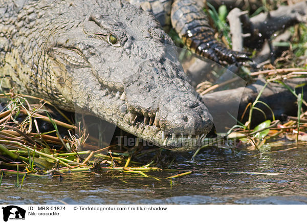 Nile crocodile / MBS-01874