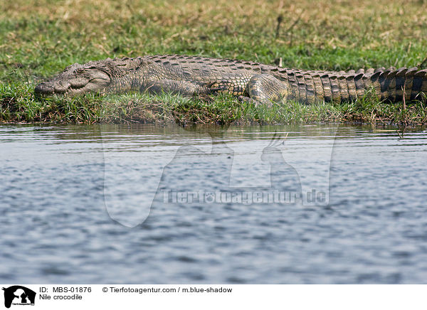 Nile crocodile / MBS-01876