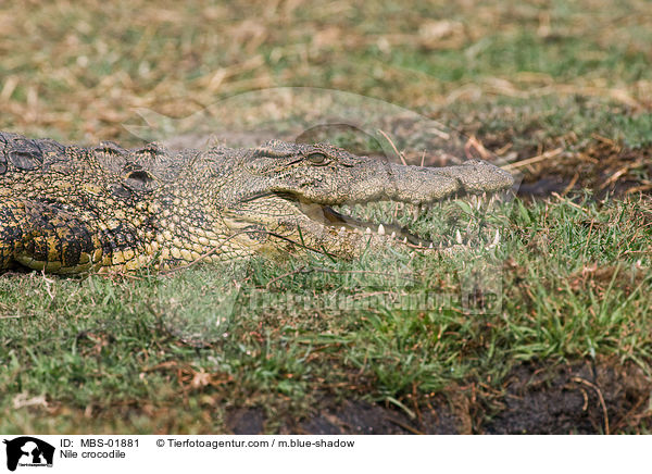 Nile crocodile / MBS-01881