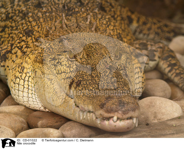 Nile crocodile / CD-01022