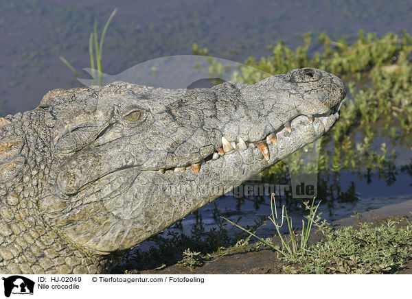 Nile crocodile / HJ-02049
