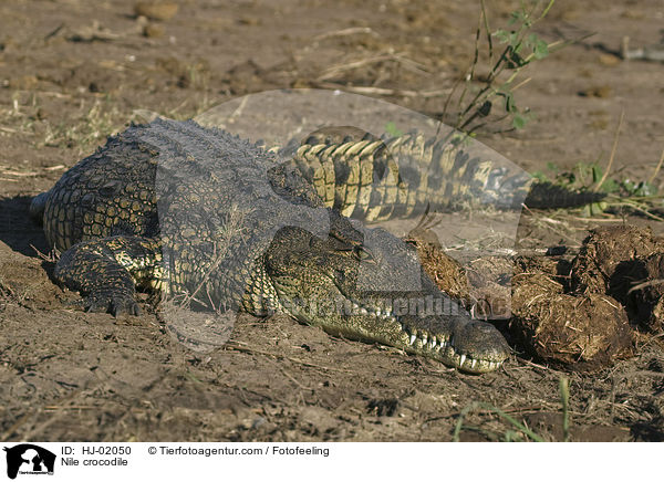 Nile crocodile / HJ-02050