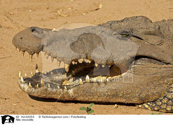 Nile crocodile / HJ-02053