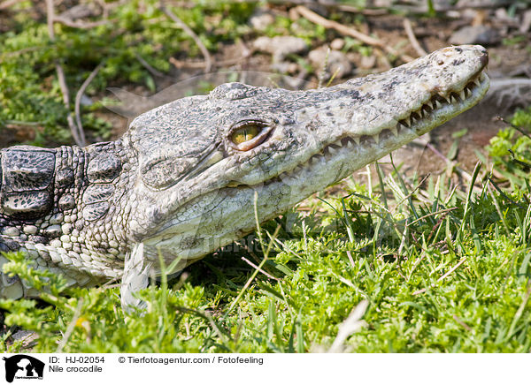 Nile crocodile / HJ-02054