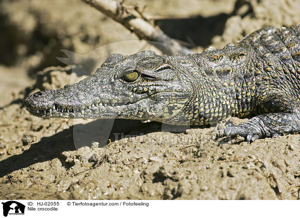 Nile crocodile / HJ-02055