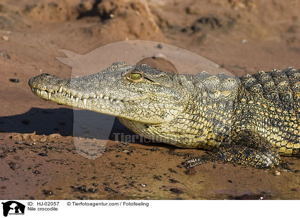 Nile crocodile / HJ-02057