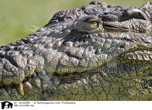 Nile crocodile eye / HJ-02060