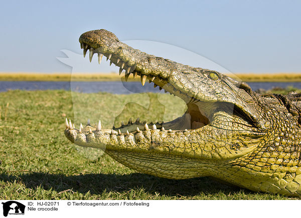Nile crocodile / HJ-02071