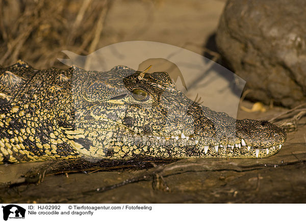 Nile crocodile and dragonfly / HJ-02992