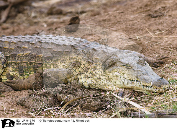 nile crocodile / JR-01370