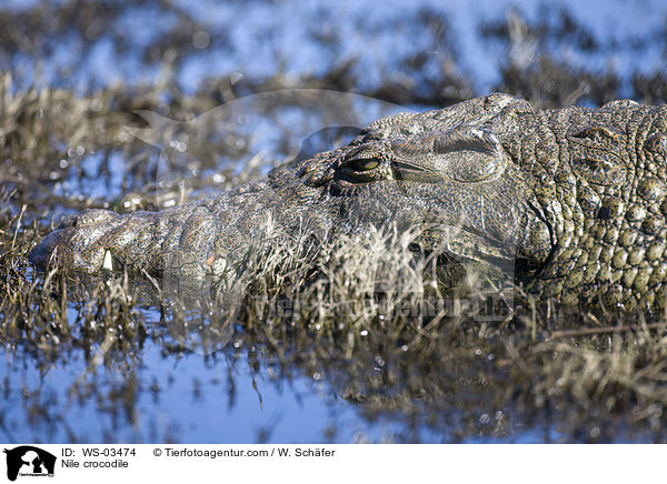 Nile crocodile / WS-03474