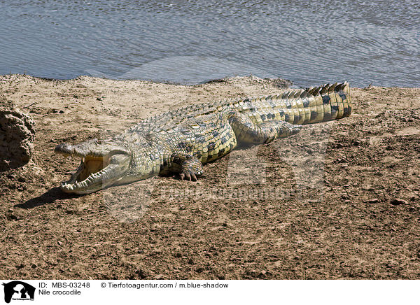 Nile crocodile / MBS-03248