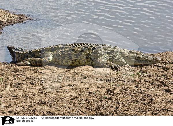 Nile crocodile / MBS-03252