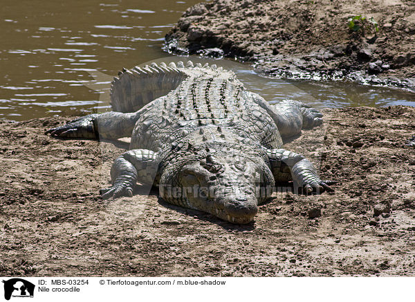 Nile crocodile / MBS-03254