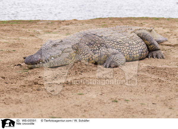 Nile crocodile / WS-05591