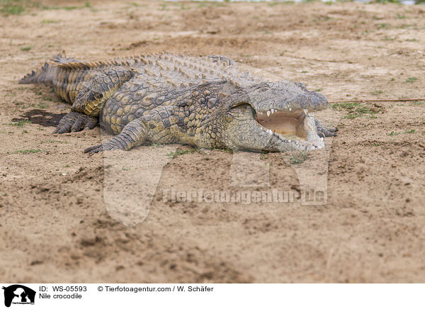 Nile crocodile / WS-05593