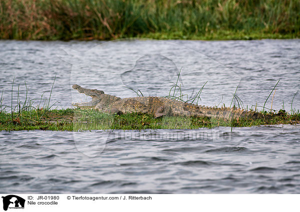 Nile crocodile / JR-01980