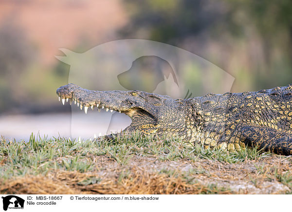Nile crocodile / MBS-18667