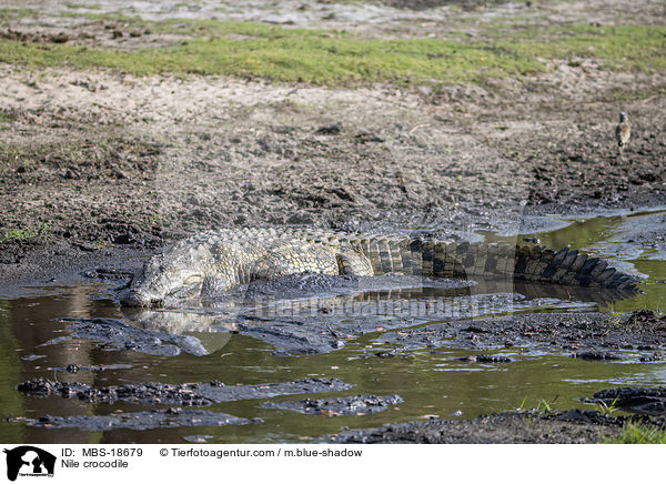 Nilkrokodil / Nile crocodile / MBS-18679