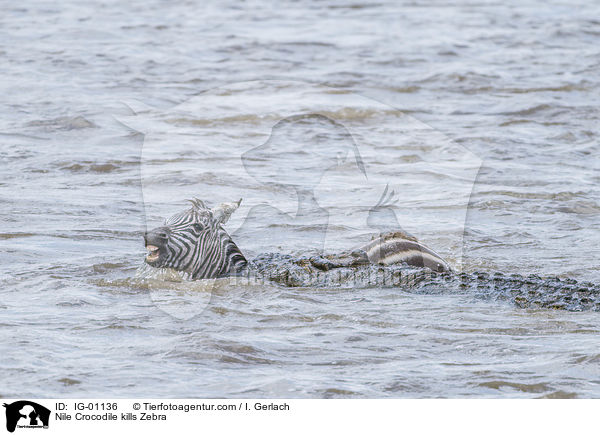 Nilkrokodil ttet Zebra / Nile Crocodile kills Zebra / IG-01136
