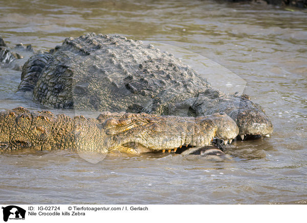 Nile Crocodile kills Zebra / IG-02724