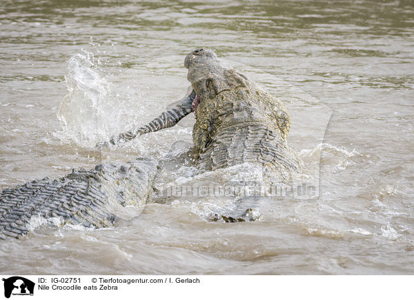 Nile Crocodile eats Zebra / IG-02751