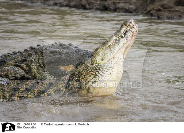 Nile Crocodils / IG-02756