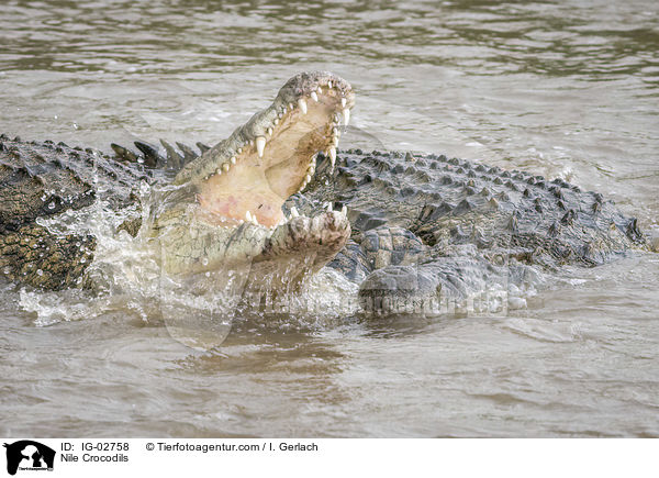 Nile Crocodils / IG-02758