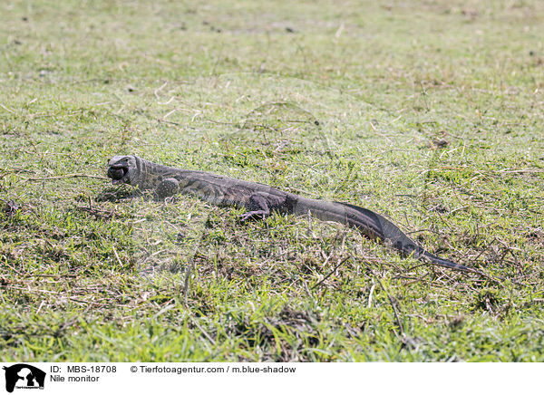 Nilwaran / Nile monitor / MBS-18708