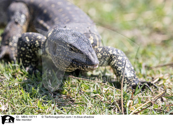 Nilwaran / Nile monitor / MBS-18711