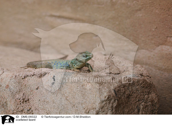 Perleidechse / ocellated lizard / DMS-06022