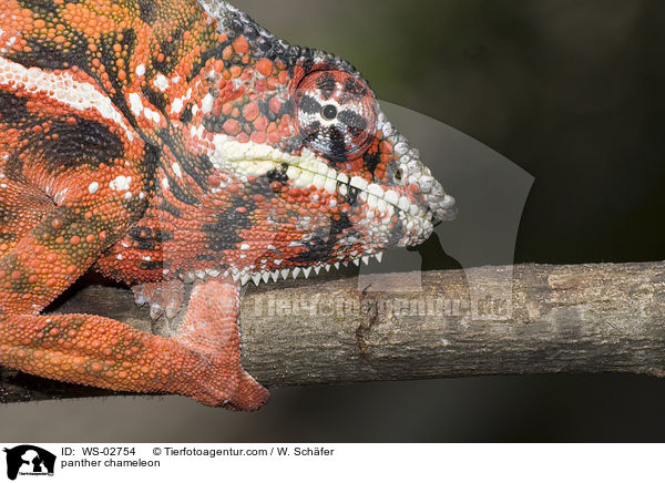 panther chameleon / WS-02754