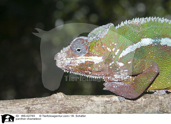panther chameleon / WS-02765