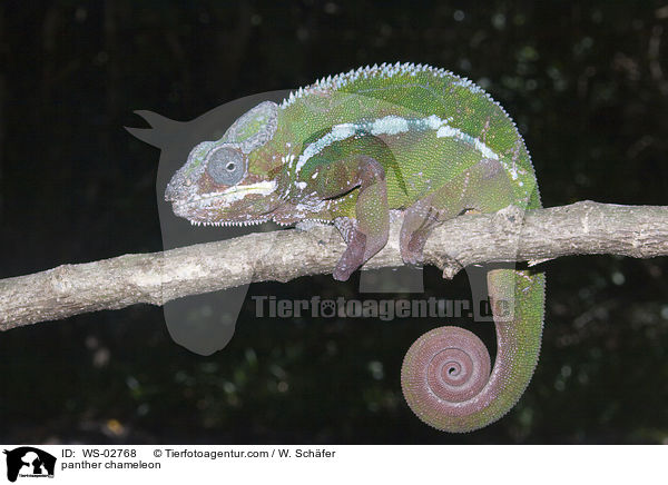 panther chameleon / WS-02768