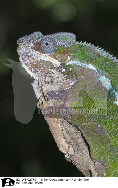 panther chameleon / WS-02776