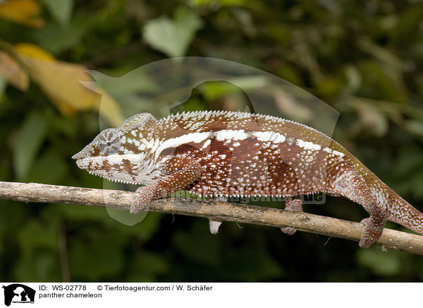 Pantherchamleon / panther chameleon / WS-02778