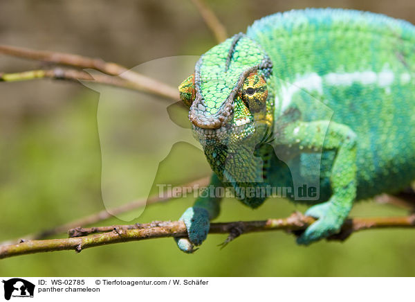 panther chameleon / WS-02785
