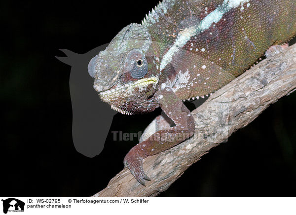 panther chameleon / WS-02795