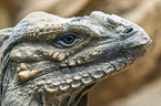 rhinoceros iguana