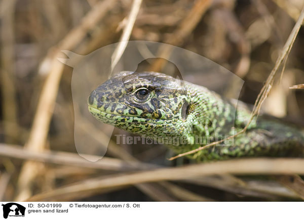 green sand lizard / SO-01999