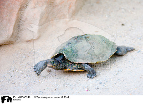 tortoise / MAZ-05346