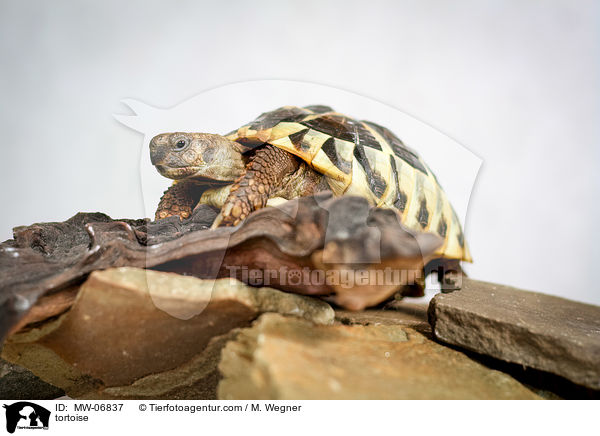 tortoise / MW-06837
