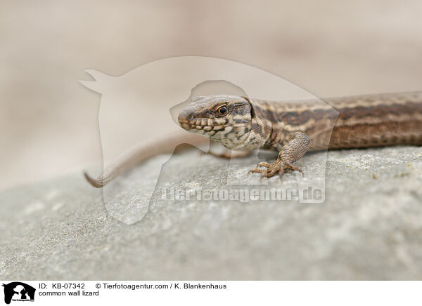 Mauereidechse / common wall lizard / KB-07342