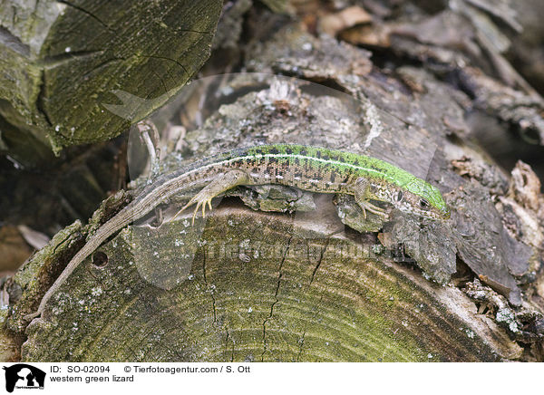 western green lizard / SO-02094