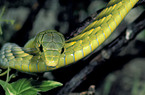 Green mamba