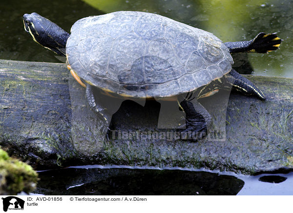 Gelbwangenschildkrte / turtle / AVD-01856